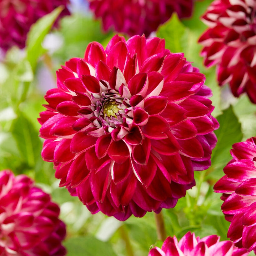 Dahlia Dekorativ Embassy 1-pak